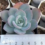 Echeveria Brink's Blue