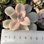Graptopetalum Purple Delight