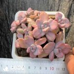 Graptoveria Gypsy/Graptoveria Mrs Richards Variegated Clustering