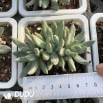 Pachyphytum Xiancaixing Clustering