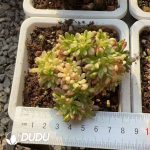 Aeonium sedifolium variegata