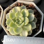 Echeveria Tinkerbell Variegated