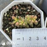Crassula deltoidea f.variegata