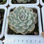 Echeveria Snowball Variegated