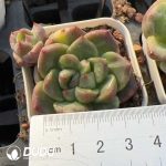 Echeveria Gramlin
