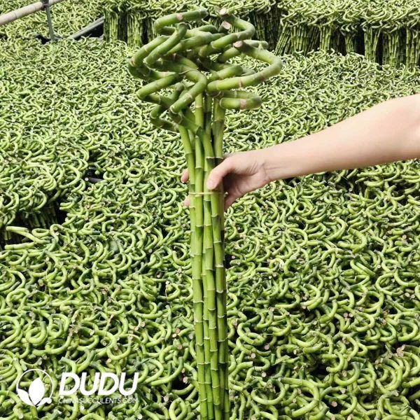 e201-22.jpg $4.83*70pcs Dracaena Curved Bamboo - Image 1