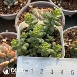 Sedum Golden Rice Variegated
