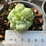 Echeveria Bubble Skirt