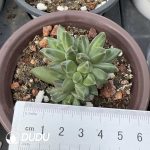 Pachyphytum Suyu Beauty Clustering