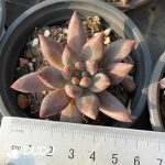 Pachyphytum Second Generation Consort Yu