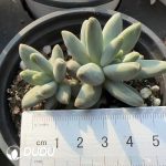 Pachyphytum Dolphin