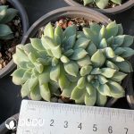 Echeveria Olivia Clustering