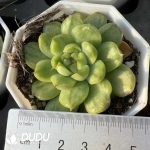 Echeveria Ice Angel Variegated