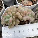 Echeveria Bill Gates Random 2-4 Heads