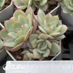 Echeveria Panamera Clustering