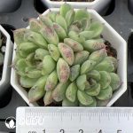 Echeveria Red Crystal Clustering