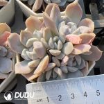 Echeveria Sugar Heart Burger Clustering