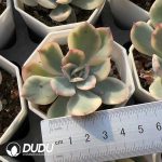 Echeveria Luella variegated