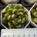 Echeveria Laila Jenny