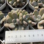 Echeveria Pink Rabbit Clustering