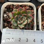 Echeveria Queen Hamley