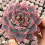 Echeveria Hongluan Short Leaves