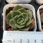 Echeveria Paso Doble