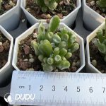 Crassula Ovata Gollum Variegated