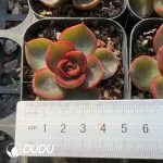 Echeveria Red Light