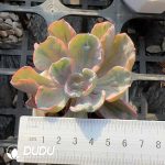 Echeveria Rain Drops Variegated