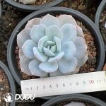 Echeveria Matcha Cake