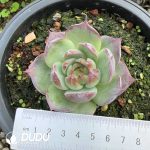 Echeveria Agavoides Casio