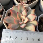 Echeveria Moon Goddess Variegated
