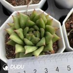 Echeveria Lincoln Maria
