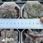 Echeveria Star Jenny