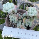 Sedum Clavatum Clustering