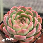 Echeveria Strawberry Pudding