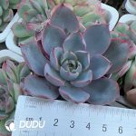 Echeveria Hera