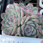 Echeveria Silhouette Clustering