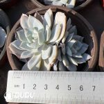 Echeveria White Lotus Double Heads