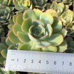 Echeveria Peony Pavilion
