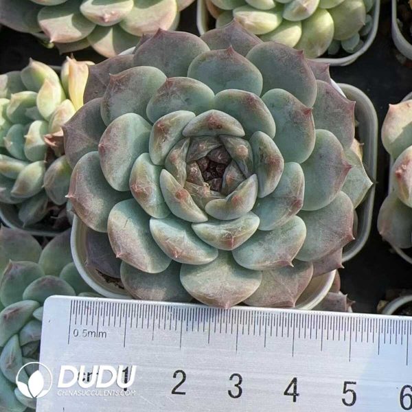 e201-255.jpg Echeveria Green Bodhi - Image 1