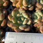 105Pcs Echeveria Jewel Jenny