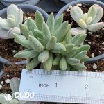 Pachyphytum Green Grape Beauty Double Heads