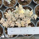 Graptosedum Francesco Baldi Variegated Clustering