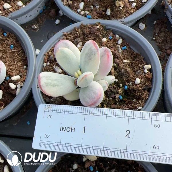 Cotyledon Orbiculata cv. - Image 1