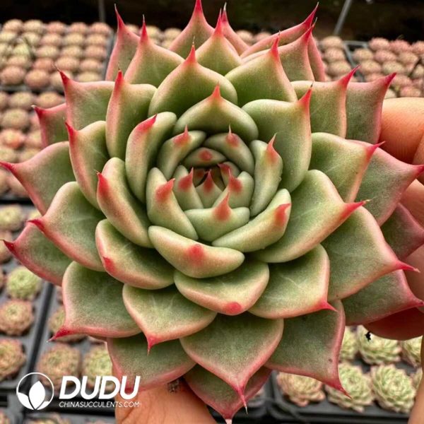 Echeveria Tosca - Image 1