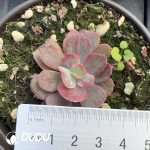 Echeveria Wedding Dress