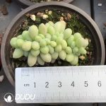 Pachyphytum Pink Lover Cristata