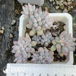 Pachyphytum Baby Finger Clustering